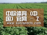 种植基地五